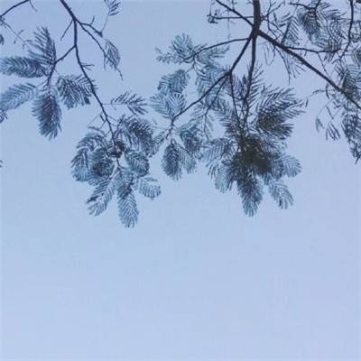 航海王燃烧意志网易版下载